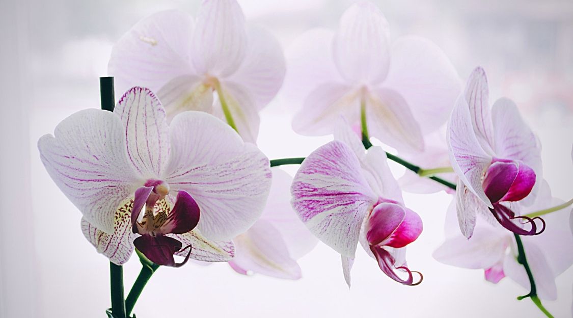 Orchidée