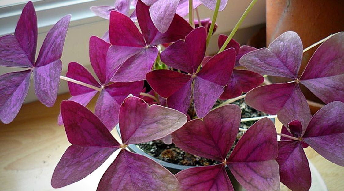 Oxalis triangularis (Oxalis pourpre)