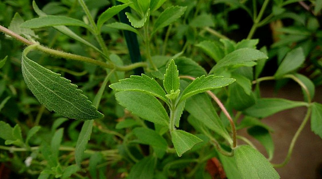 stevia