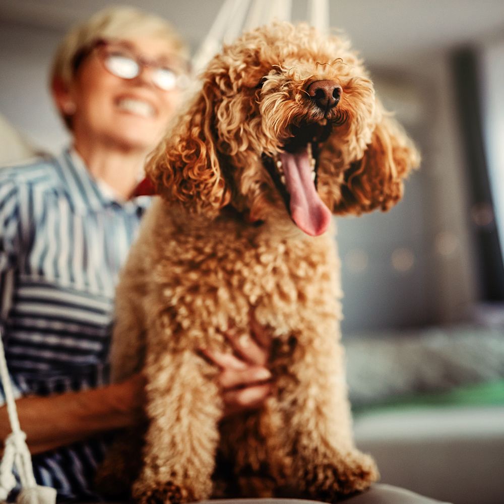 Residences that allow pets